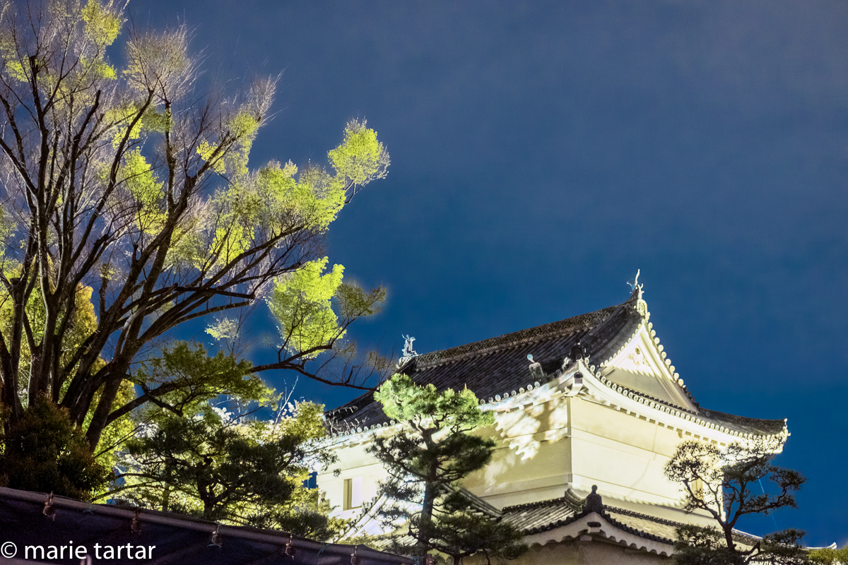 Nijo-jo castle, lit up for cherry blossom viewing season