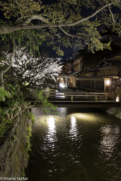 Shimbashi, in Gion, lit for night-time enjoyment of the sakura blooms