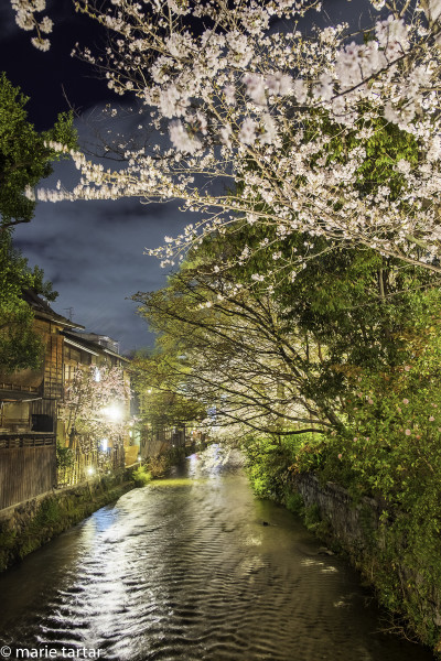 201604 MT Kyoto Shimbashi Sakura Night Canal