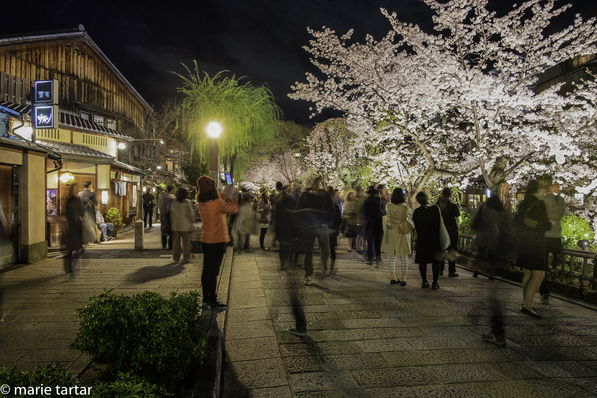 Of course, we had plenty of company on Shimbashi street in Gion, Kyoto with whom to enjoy "night time illumination" of sakura