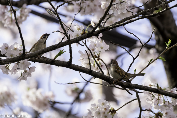 Little birds sang in the sakura branches outside the apartment as the morning light hit the blooms