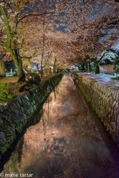 Philosopher's Path, near Ginkakuji, illuminated for the first time during an outstanding sakura bloom