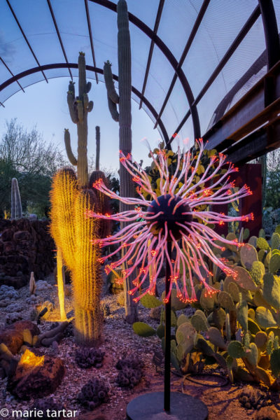 201605 MT Phoenix Desert Botanical Garden Flower