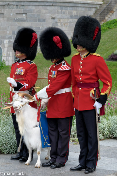 The most adorable member of the regiment, Batisse the goat, being kept in line by a Royal 22cd Régiment soldier at La Citadelle