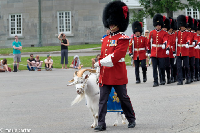 The changing of the Guard at La Citadelle in Québec City, with regimental goat Batisse kept in check by a bear-skin hatted soldier of the Royal 22cd Régiment