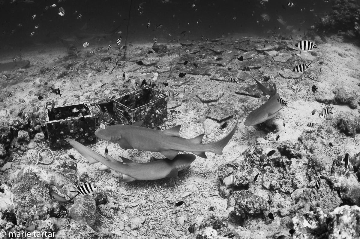 Tawny nurse sharks swarm the bait boxes in Beqa Lagoon, Fiji
