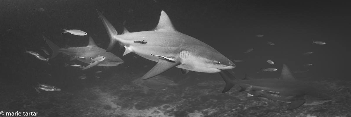 Bull sharks in Shark Reef Marine Reserve, an indicator of the overall health of a reef