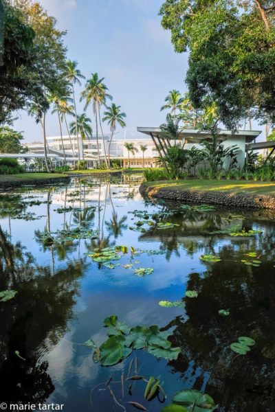 Our comfortable lodgings in Pacific Harbor, the Pearl South Pacific, features a large water-lily pond