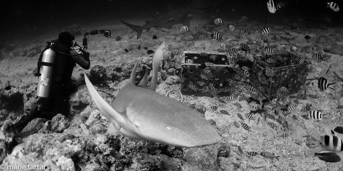 As Steve waits for bulls (or maybe a tiger; alas, not to be), a nurse shark checks me out; at Beqa Lagoon, Fiji