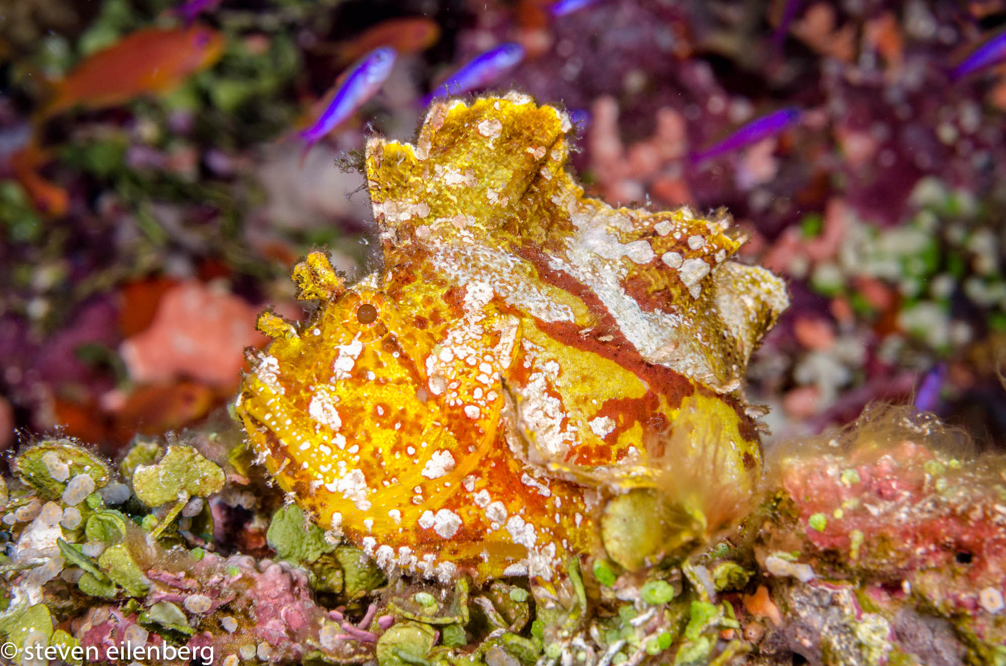 At least one of us managed to have a macro rig on when all of these leaf scorpionfishes were being sighted; in addition to varying in coloration, they are very thin, and rock side-to-side, mimicking a leaf's motion