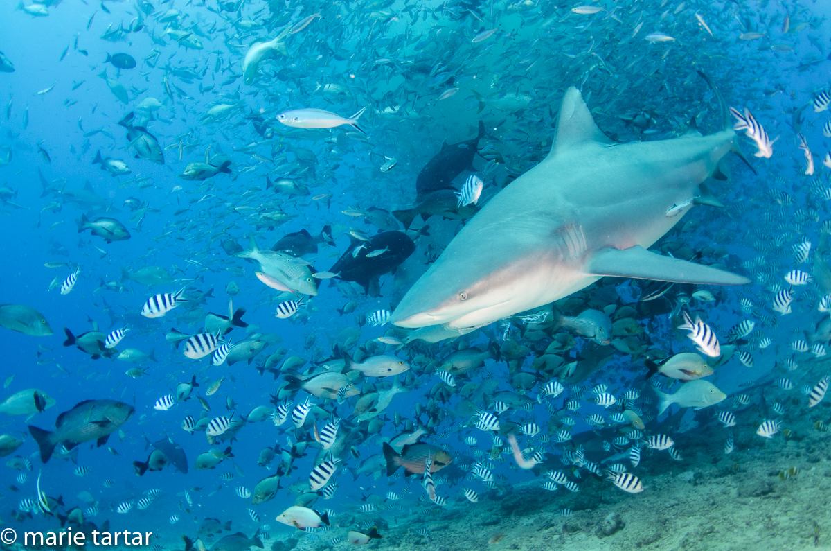 A bull shark emerges from a bait-drawn cloud of fish in Beqa Lagoon in Fiji