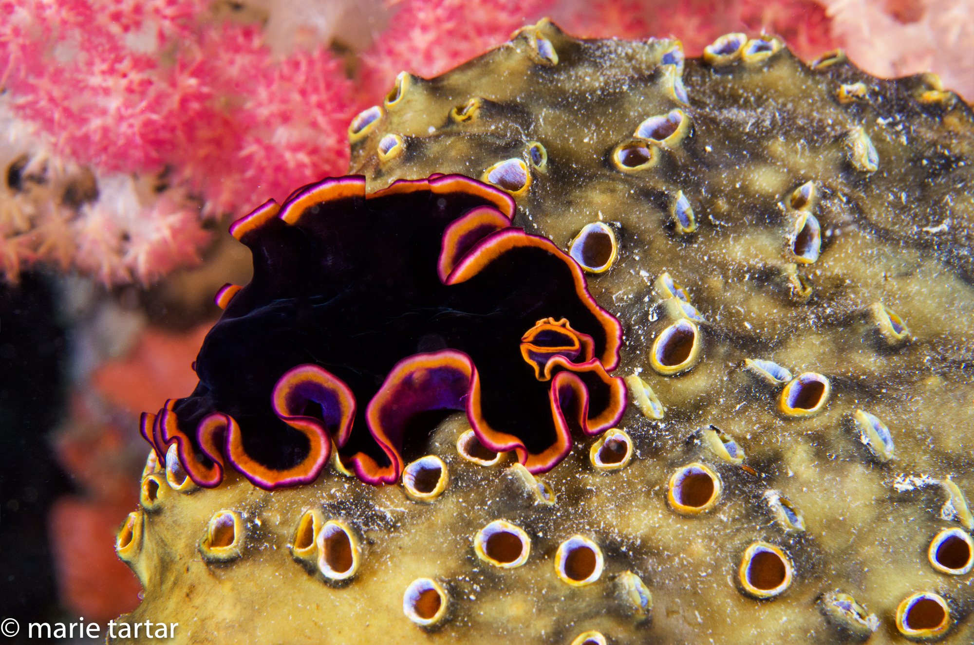 My favorite find of my last night dive in Fiji's Somosomo Strait, a flatworm on a tunicate