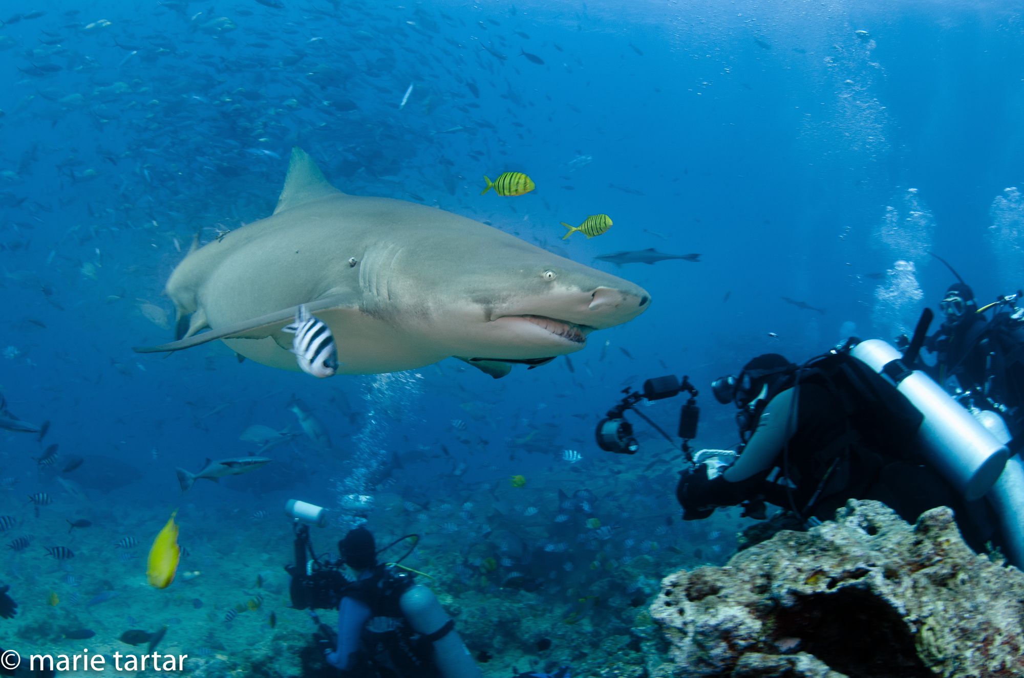 Steve, on the right, appears to duck on close approach of a bull shark in Beqa Lagoon in Fiji