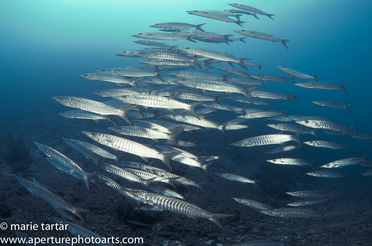 Barracudas in pyramid formation, in the current in Nigali Passage near Gau Island in Fiji