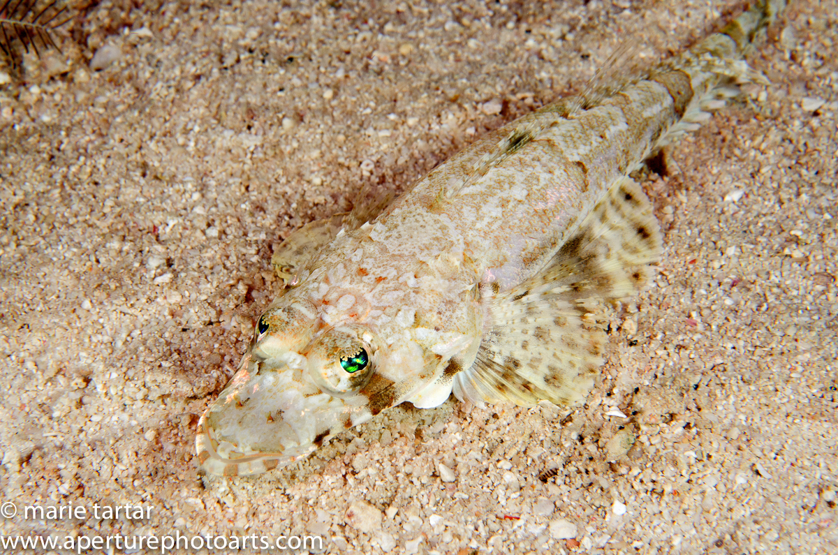 A crocodilefish blends in with the sand on a night dive at Lion's Den on Wakaya Island, Fiji