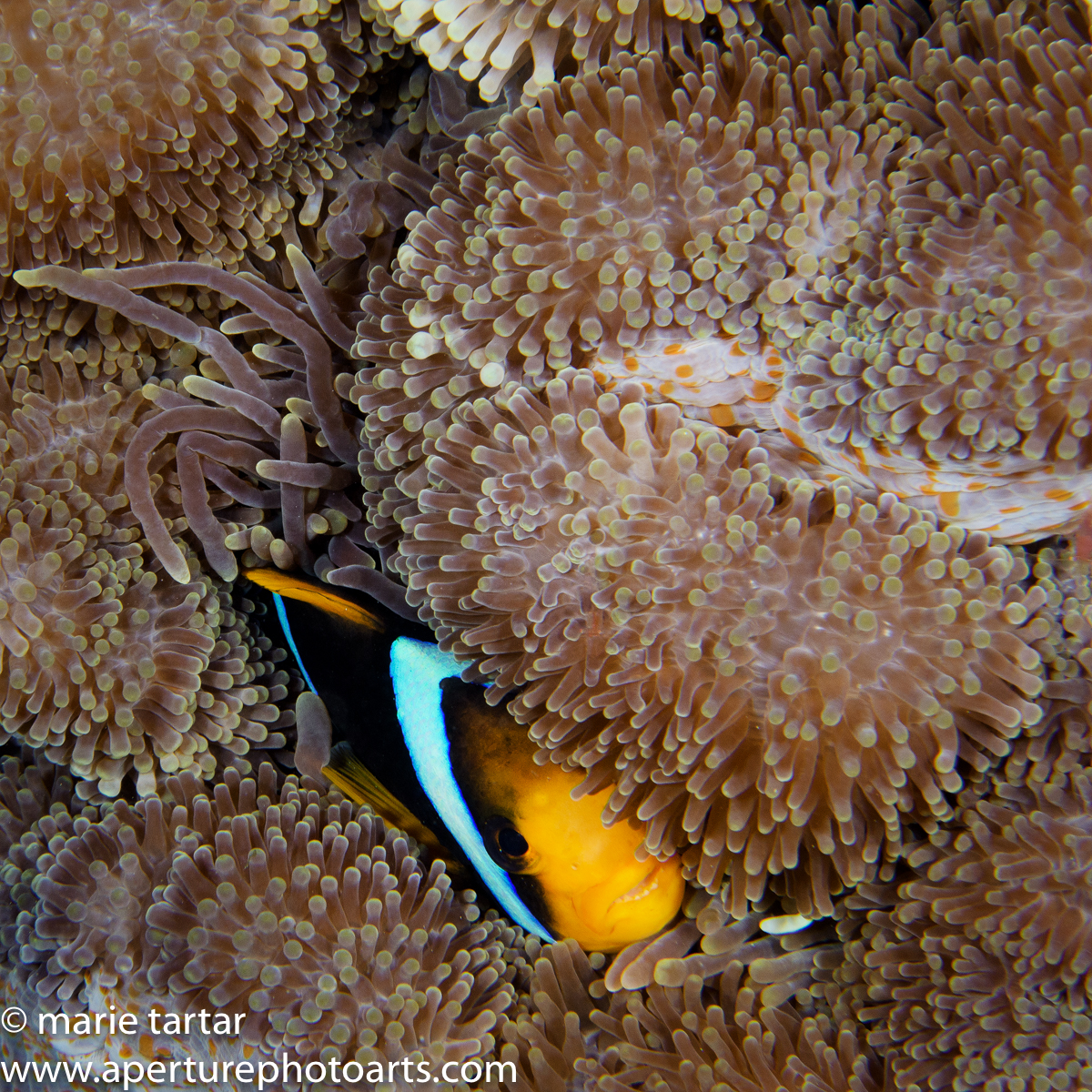 Anemonefish tucked into anemone in Fiji
