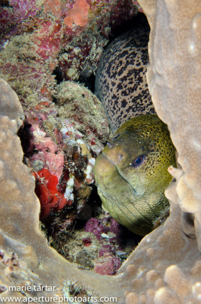 A large eel occupies the penthouse in a bommie condominium in Somosomo Strait in Fiji