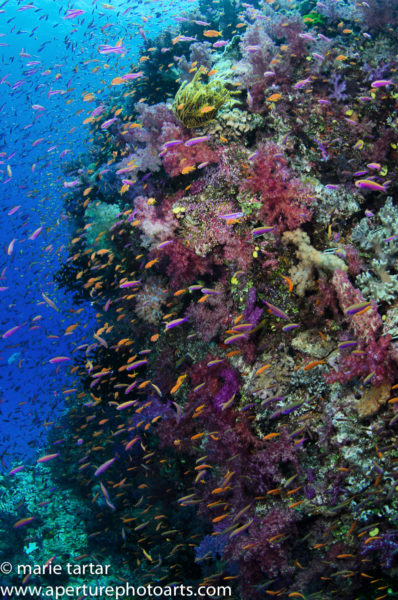 Crazy color and profusion of anthias on Fijian reefs (