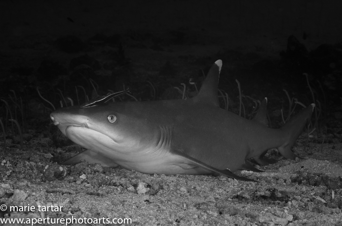 Unusually tolerant whitetip reef shark and garden eels in a sand channel at Two Thumbs, Wakaya, Fiji