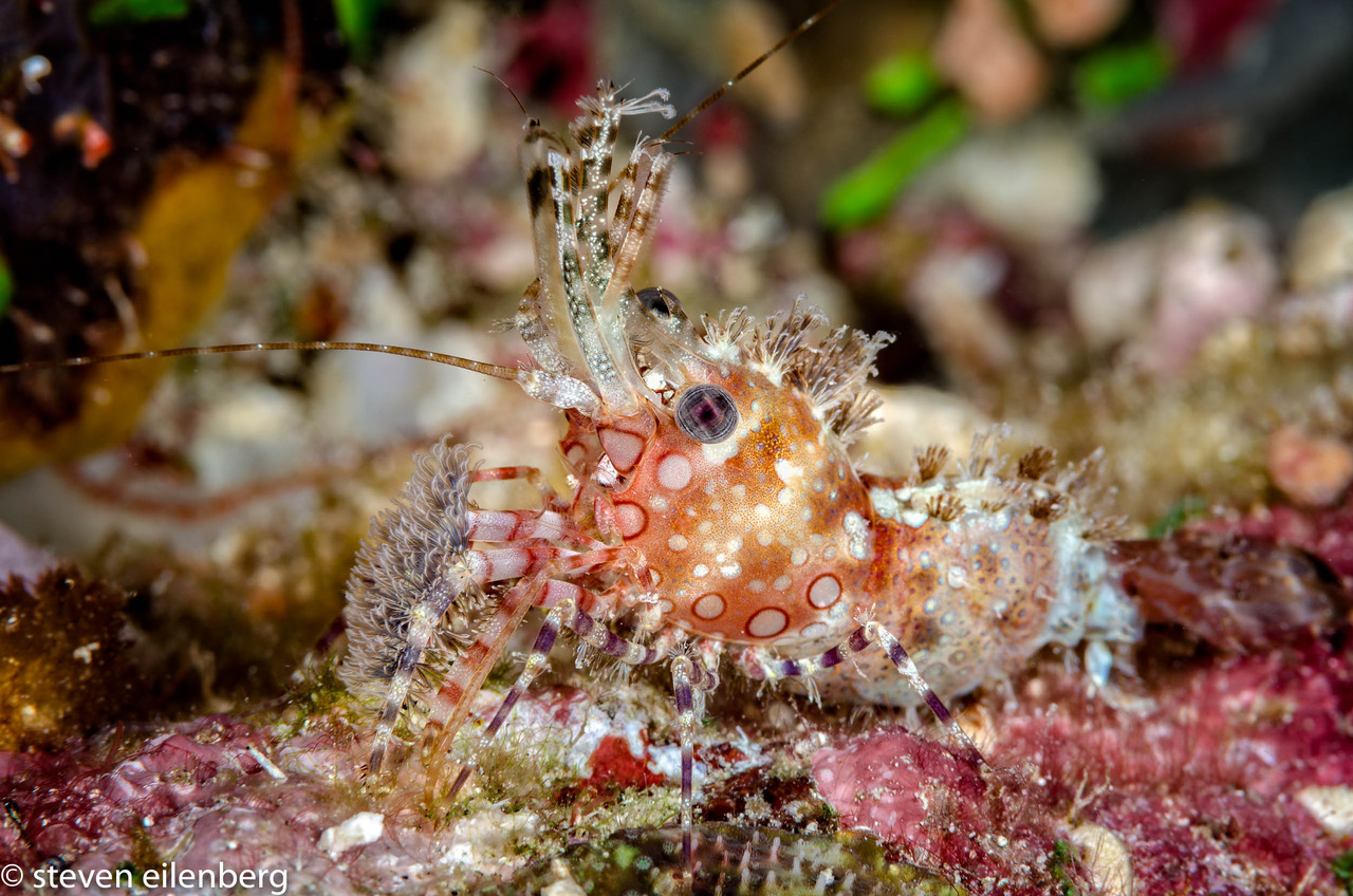 The most splendidly adorned shrimp in the sea (Saron sp.), Vanu Reef, Fiji