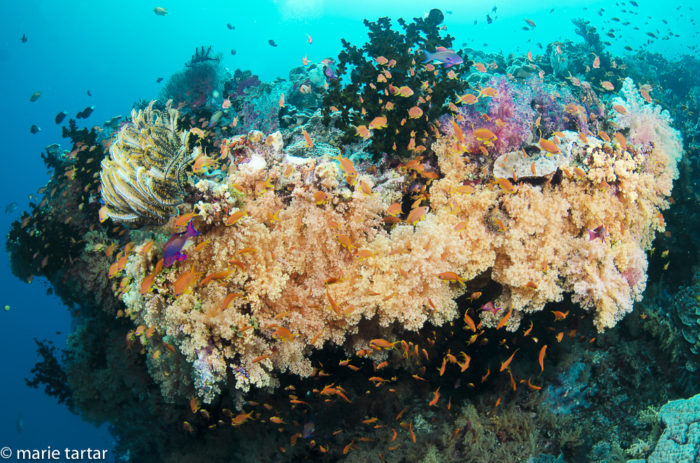 Mellow Yellow, a dive site in Vatu-i_Ra Reef north of Viti Levu, Fiji in Bligh Waters