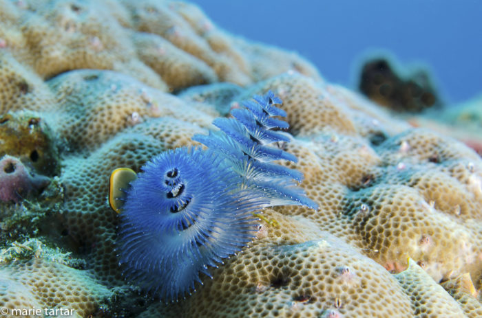 Christmas Tree Worm, Fiji-approach too close, too fast or even cast a shadow and the feeding appendages of this concealed worm retract instantaneously!