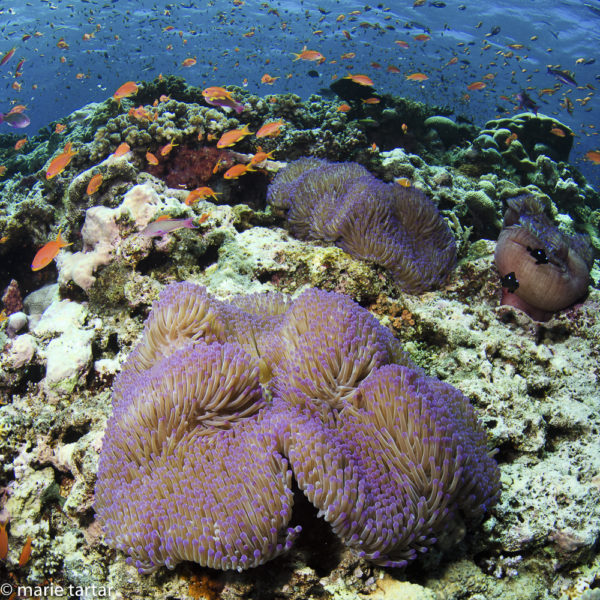 Up in the shallows on Vatu-i-Ra Reef, Fiji, a bounty of anemones