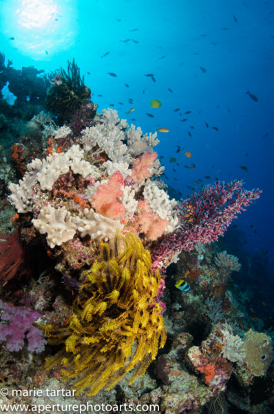 201610 Mt Fiji Coral Crinoid Reefscene