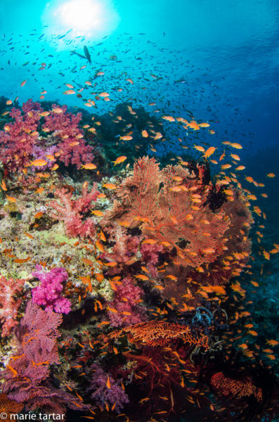 Coral Corner? Try Color Corner, Bligh Waters, Fiji