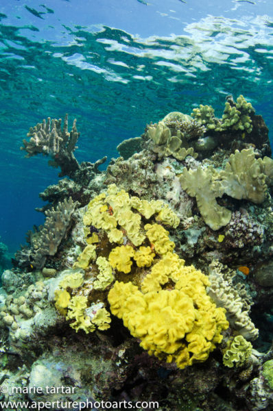 Beautiful shallow hard coral garden in Fiji