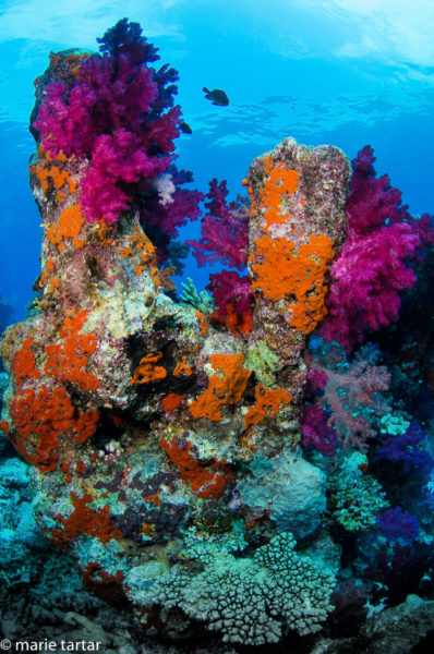 Soft coral clad pillars at Nigali Passage, near Gau Island, Fiji