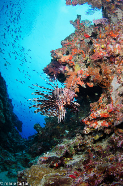 Lionfish featured prominently in my first day's photographic take in Bligh Waters of Fiji 