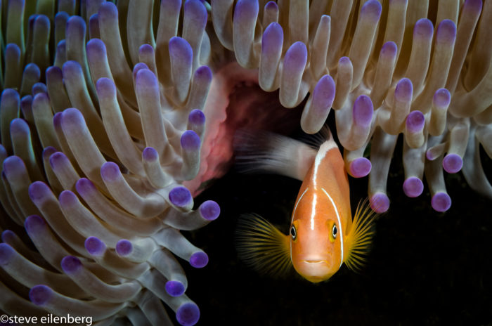 Anemone fish in Fiji