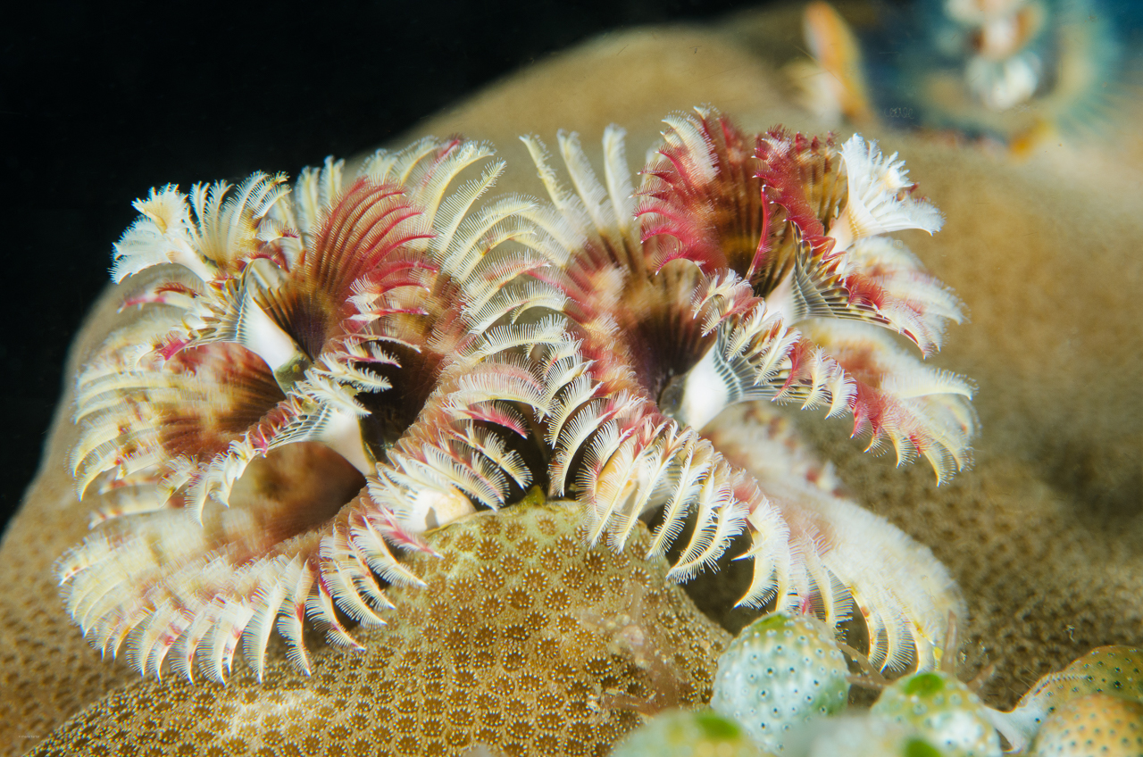 Christmas tree worm extends its feeding appendages to filter planckton from the water in Anilao, Philippines