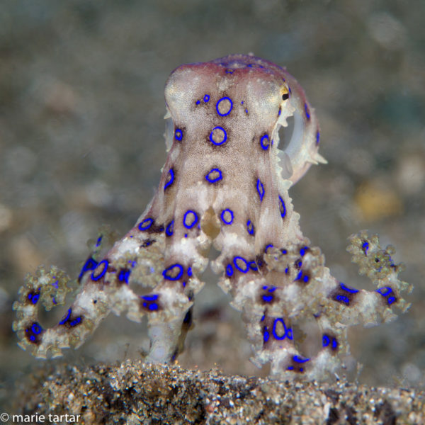 Blue ring octopus in Anilao in Philippines