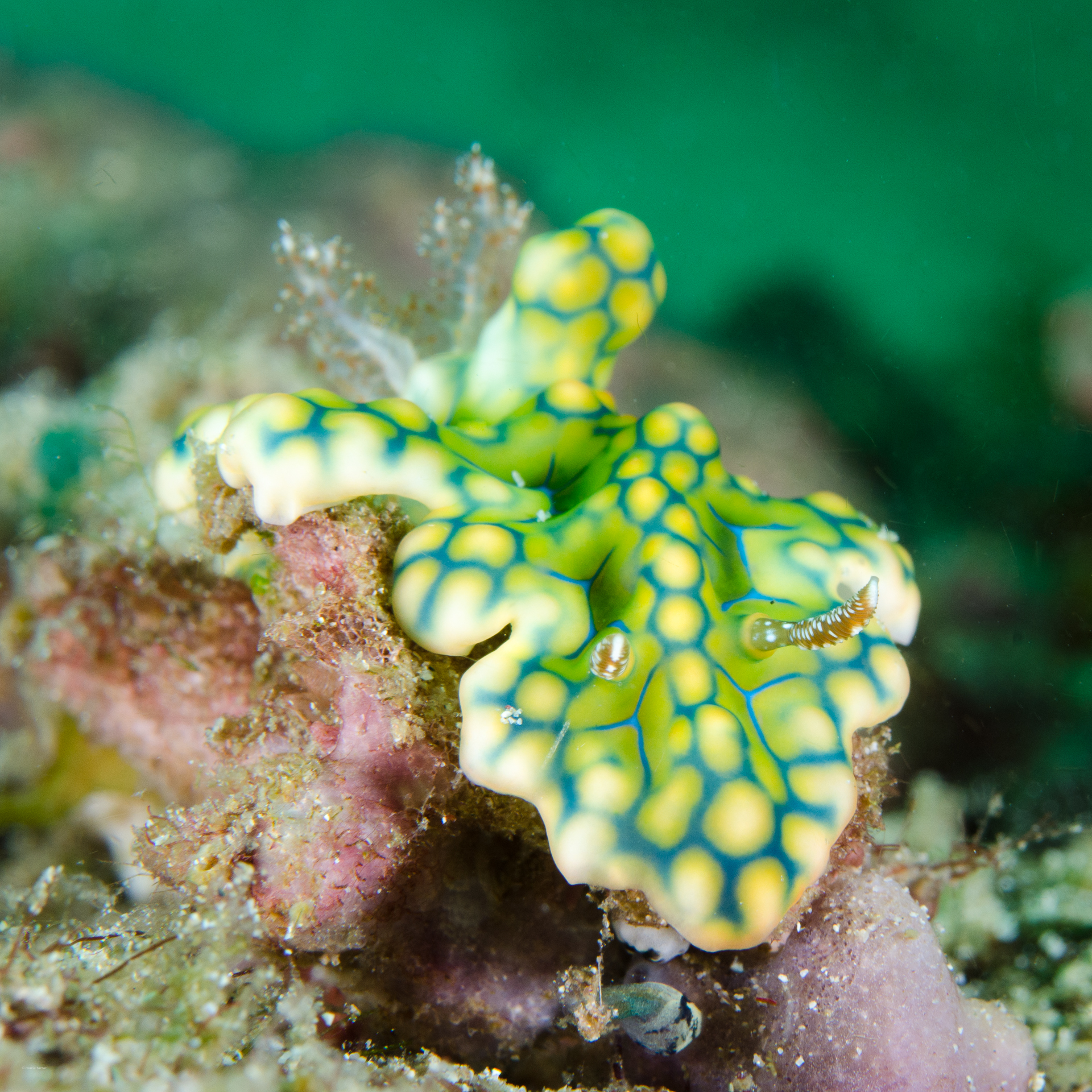 An exceptional Anilao nudibranch beauty! 