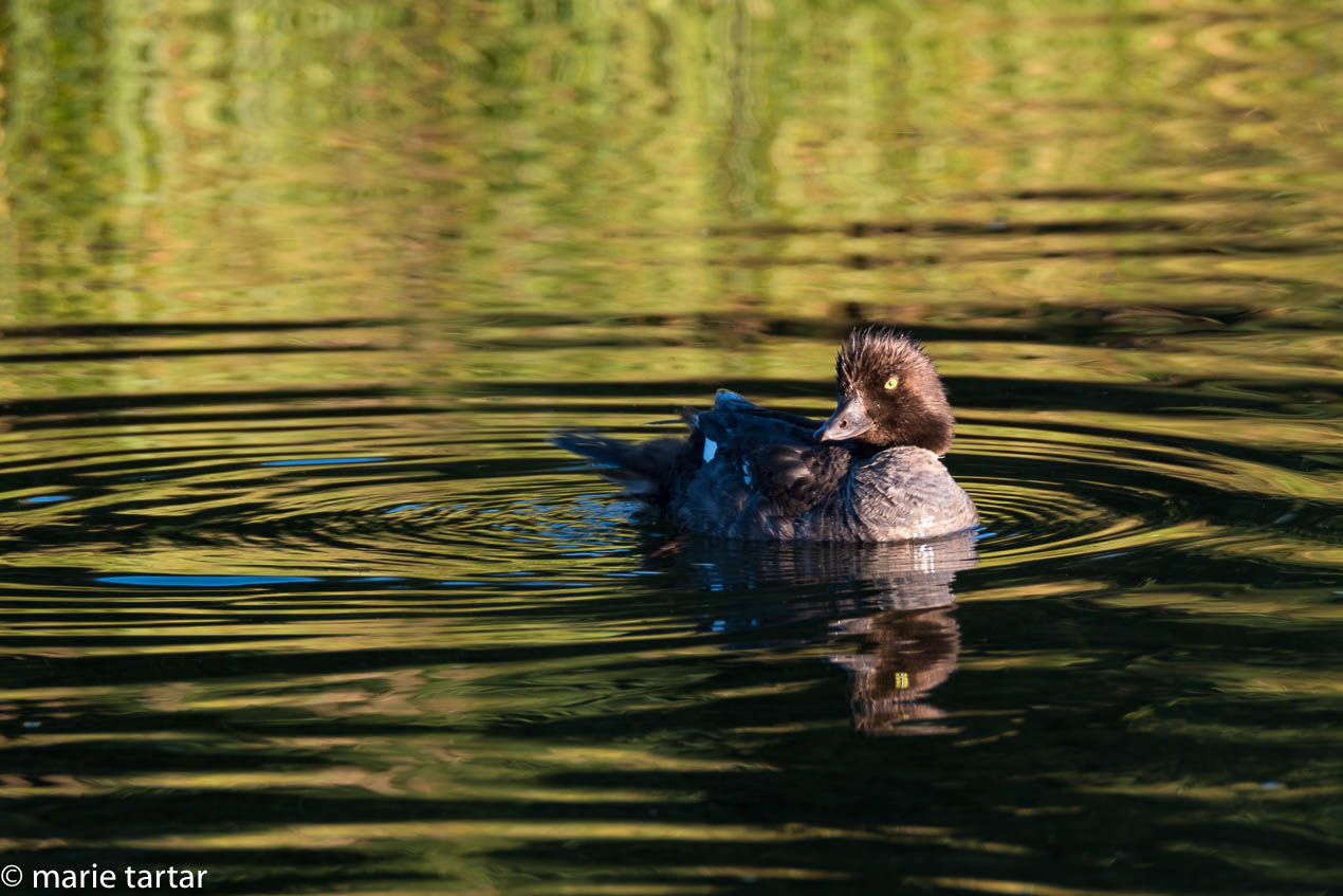 Duck, Schwabacher Landing, Grand Teton National Park
