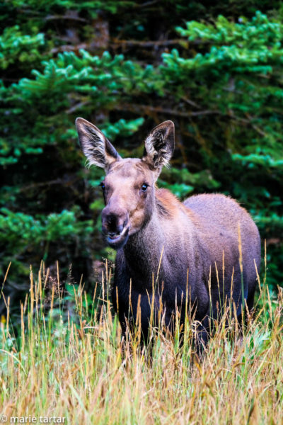 Female moose in Grand Teton National Park in Wyoming