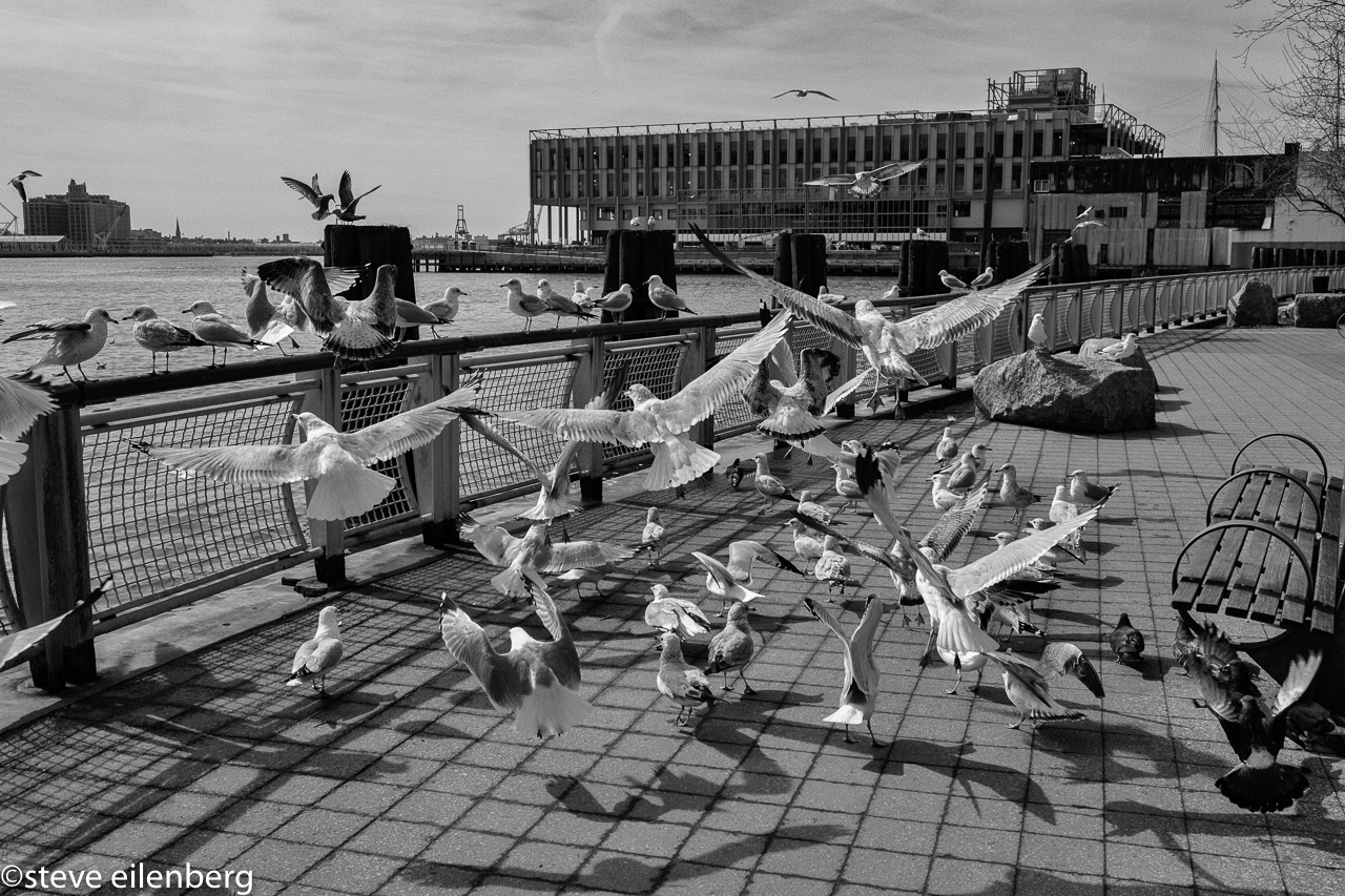 Birds at the South Street Seaport