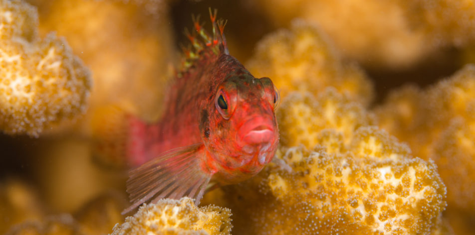 Short-nosed hawkfish in coral in Baja's Sea of Cortez