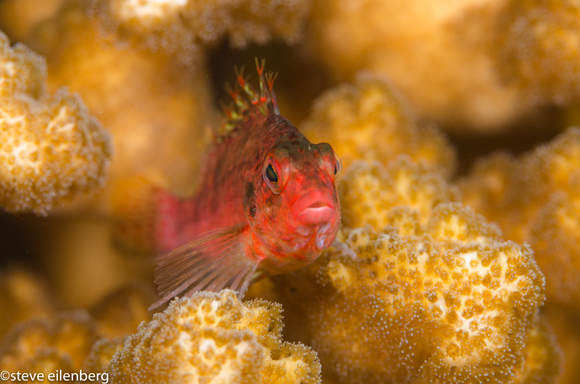 Short-nosed hawkfish in coral in Baja's Sea of Cortez