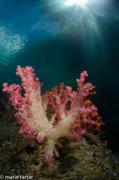 Soft corals in a splendid array of colors in Triton Bay, West Papua, Indonesia
