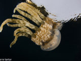 Stingless jellyfish in Raja Ampat Indonesia