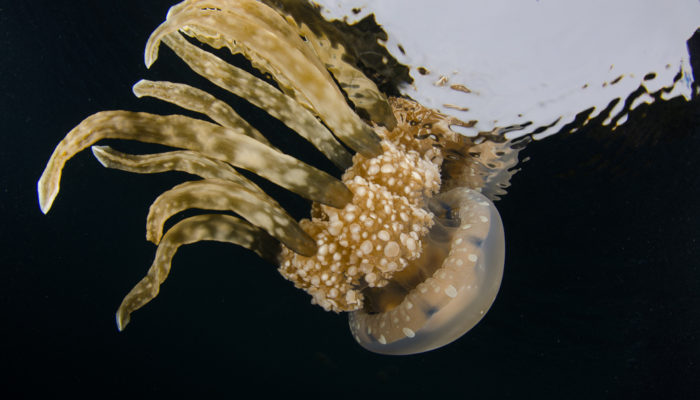 Stingless jellyfish in Raja Ampat Indonesia