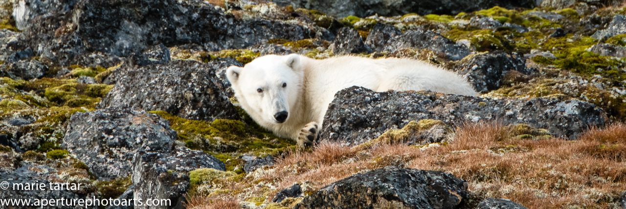 Polar bear in Arctic Svalbard