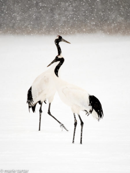 Japanese cranes in heavy snow in Hokkaido Japan