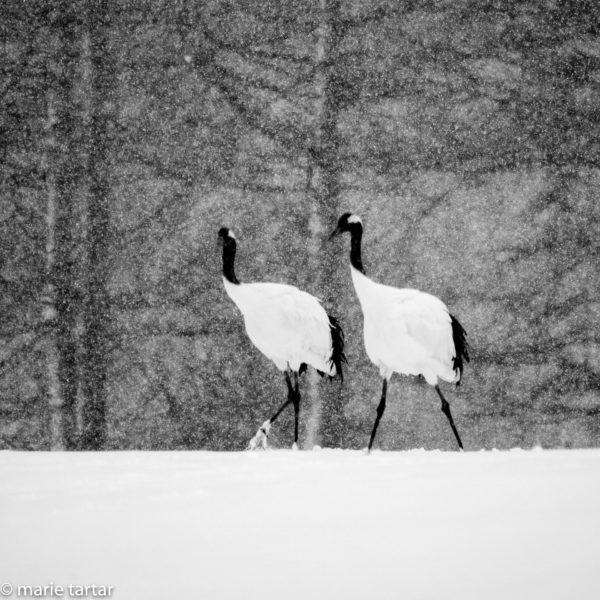Japanese crane pair in heavy snow in Hokkaido Japan
