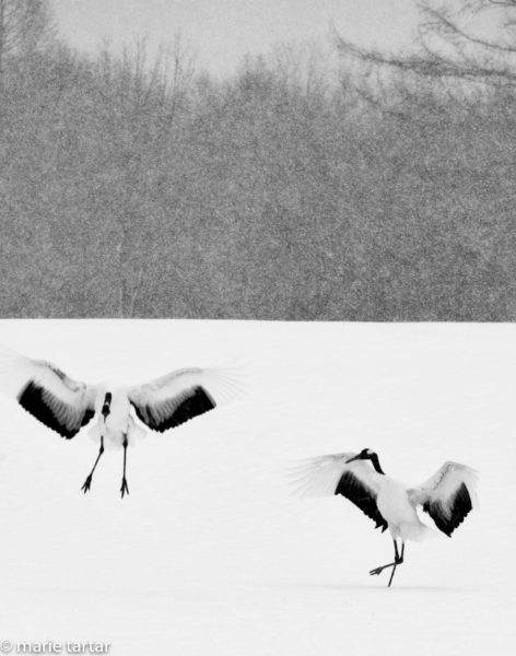 Japanese cranes courtship dance