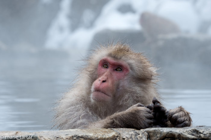 Japanese macaque (snow monkey) in onsen hot spring in Japan