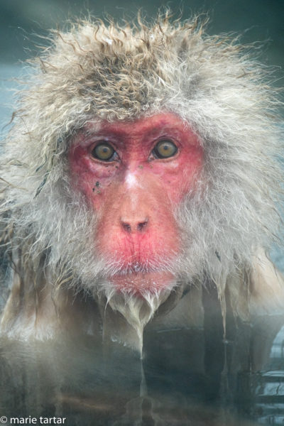 Old man faced snow monkey in Japanese onsen hot spring